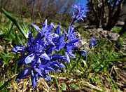 Primavera al Monte Campo, neve al Laghetto di Pietra Quadra -20magg21 - FOTOGALLERY